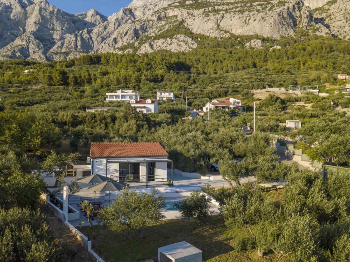Olive Lounge House